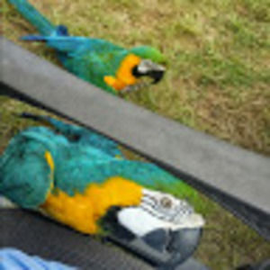 Meet your Posher, Ginger